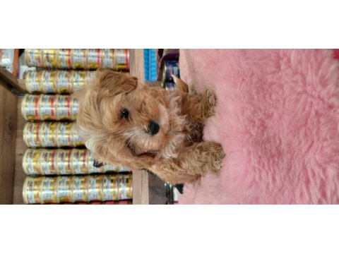 Tüy koku derdı yok 0 beden maltipoo