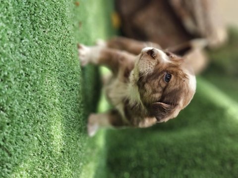 35 günlük çok sağlıklı jack russell yavrularımız