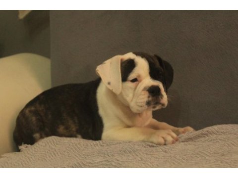 Avrupa standartlarında ingiliz bulldog