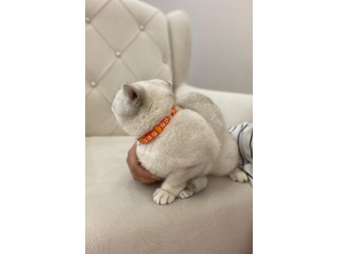 British shorthair fistana yuva arıyoruz