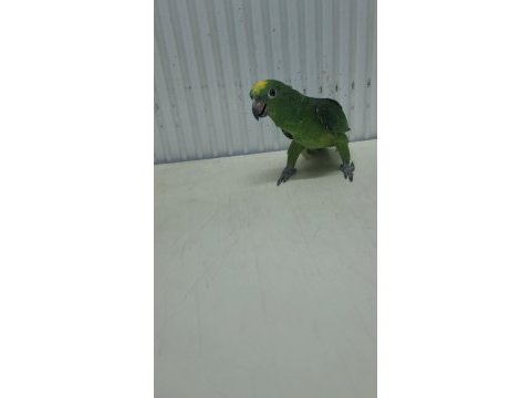 Sarı alın yavru amazon papağanı