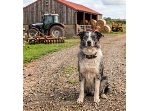 Türkiyenin en güvenilir çiftliğinden border collie