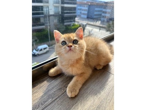 Full şecereli golden erkek yavrumuz british shorthair