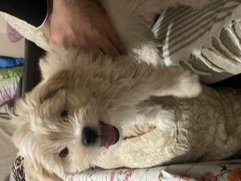 3 aylık yavru maltipoo yeni ailesini bekliyor