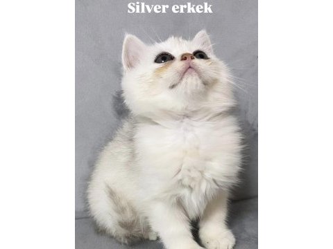 Silver erkek british shorthair
