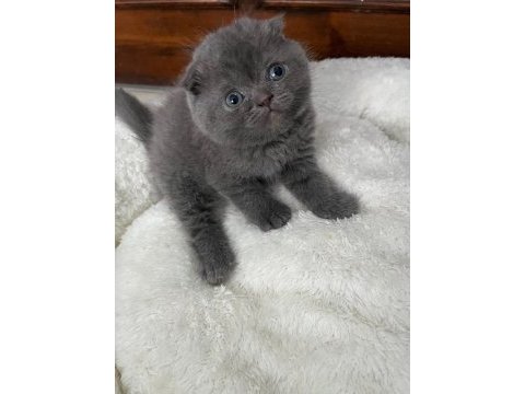 Scottish fold yavrular