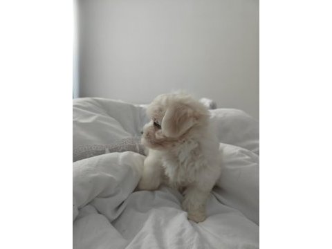 3 aylık aylık maltipoo tuvalet eğitimi var