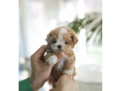 Maltipoo bebeklerimiz ailesini bekliyor