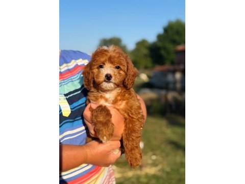 Boncuk gibi red maltipoo
