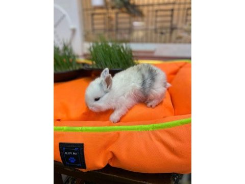 Hollanda lop tavşan