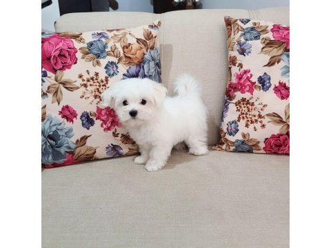 Maltese 0 numara yavrular