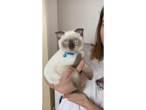 Ücretli scottish fold 5 aylık