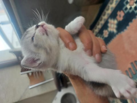 British shorthair 1 aylık