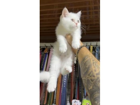 Siyah renk balgöz british shorthair