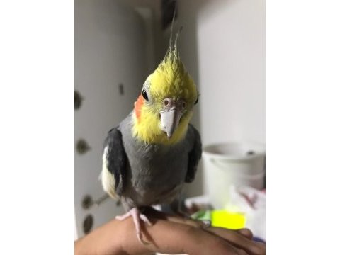 Ele alışık sultan papağanı konuşuyor