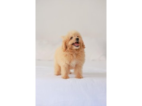 Dişi maltipoo yavrumuz yeni yuvasını arıyor