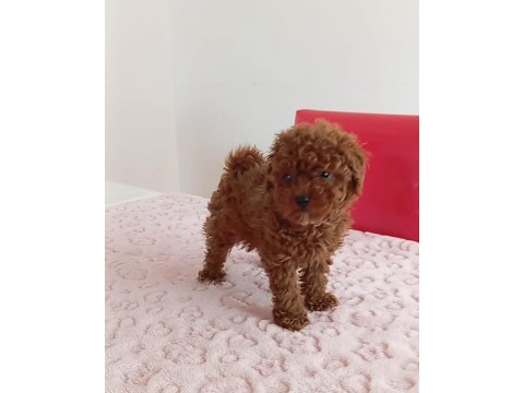 Toy poodle cinsi kıpkırmızı red mini boy