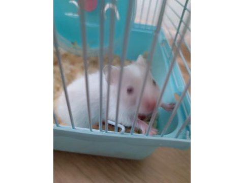 Üreticiden sağlıklı hamsterlar 2 farklı ırk var