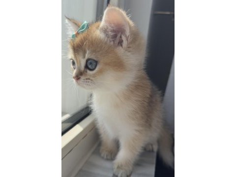 British shorthair safkan bebeklerimiz