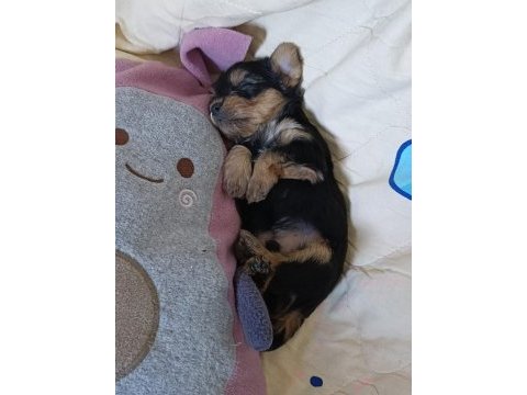 Sevimli yorkshire terrier yavrularımız