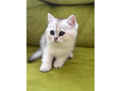 Sağlıklı sevimli british shorthairlar