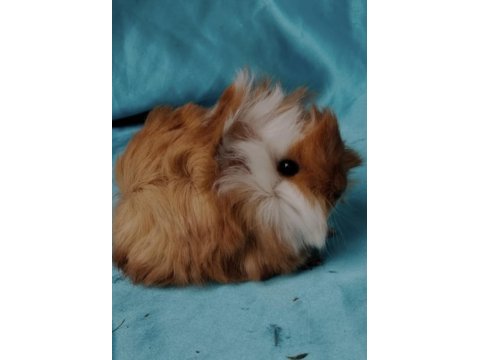 Gineping zonguldak petshop