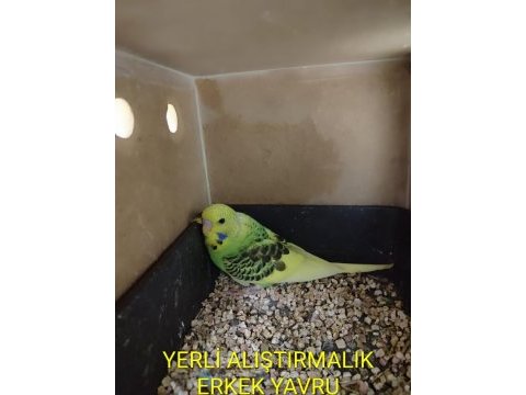 Yeni yeme düşmüş uysal renk güzeli yavru muhabbet kuşu