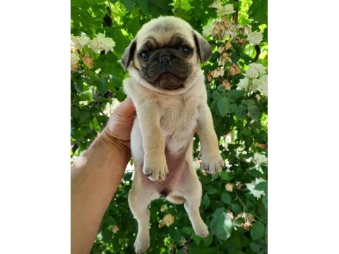 Pug yavrumuz