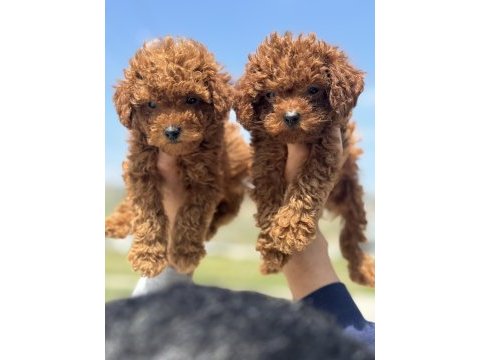 Ankaranın en güzel toy poodle yavruları
