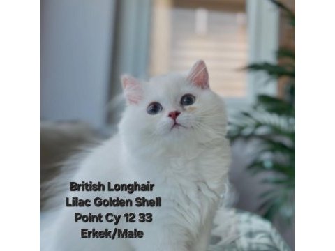 British longhair 2 kardes yeni yuvalarına gitmeye hazirlar