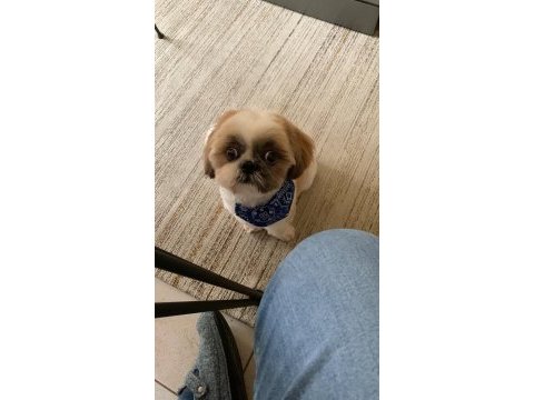 Safkan shıh-tzu (şitsu) köpekler