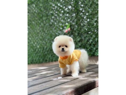 3 aylık erkek pomeranian ruby