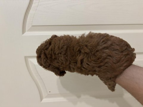 Erkek red toy poodle