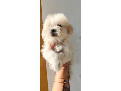 Büyümeyen kar beyaz minyatür maltese bebekler