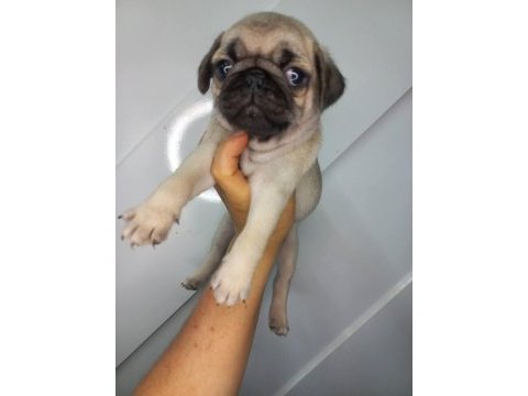 A kalite sıfır burun pug yavrumuz