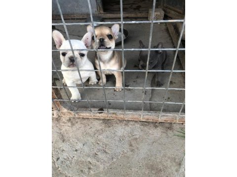 French bulldog bebeklerimiz yeni yuvalarına gitmeye hazır