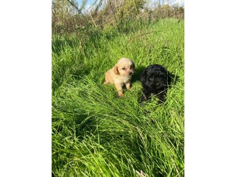 2 aylık maltipoo