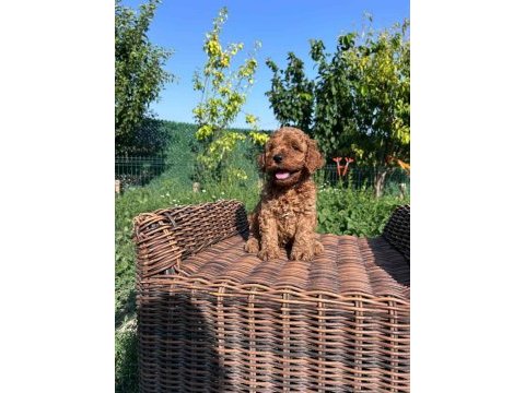 Irk sağlık  kilo garantili red toy poodle yavrular