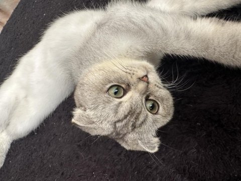 Ücretsiz sahiplendirme dişi scottish fold