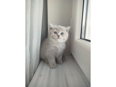British shorthair lilac golden yavrular