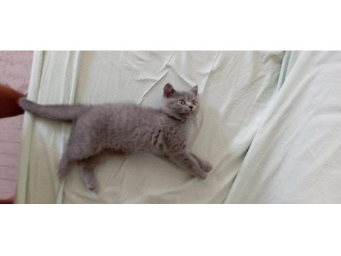 British shorthair mersin