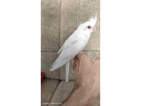 Albino sultan papağanı yavrusu