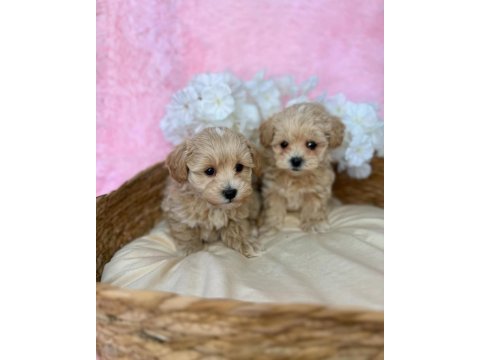 Irk garantili maltipoo yavruları 