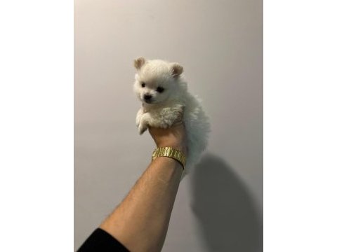 Ankara ici pomeranian boo yuvaları sizleri bekliyor