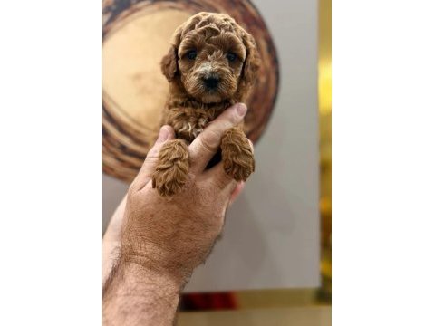 Toy poodle yavru köpeklerimiz