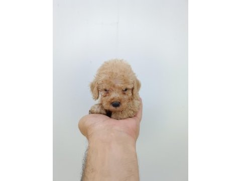 Orjinal toy poodle bebeklerimiz