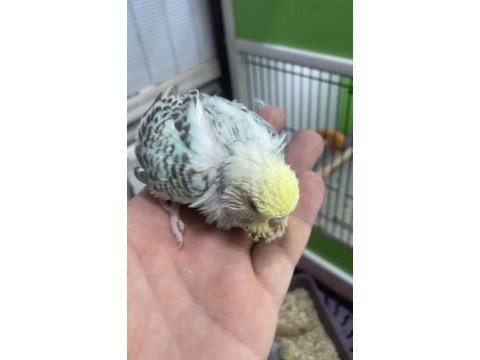 Show jumbo muhabbet kuşu yavruları
