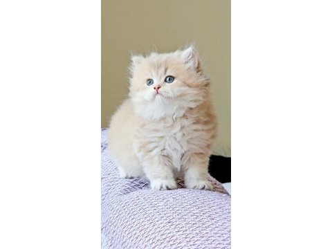 Ay11 british longhair erken