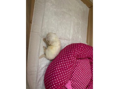 2 aylık terrier yavru ilk aşıları vardır