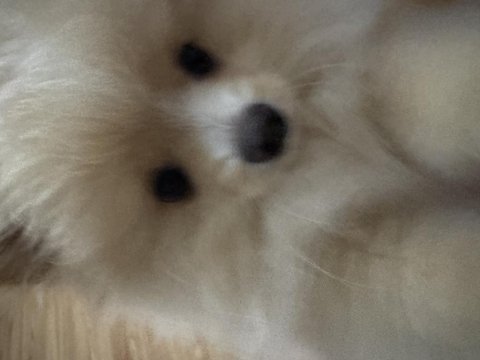 3 aylık dişi pomeranian